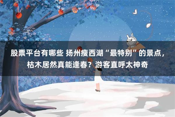股票平台有哪些 扬州瘦西湖“最特别”的景点，枯木居然真能逢春？游客直呼太神奇